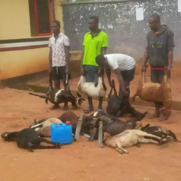 Hmm!! Men Arrested For Stealing Goats In Ondo [See Photos]